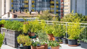 Roof Garden Design